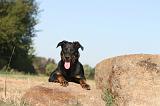 BEAUCERON - PUPPIES 047